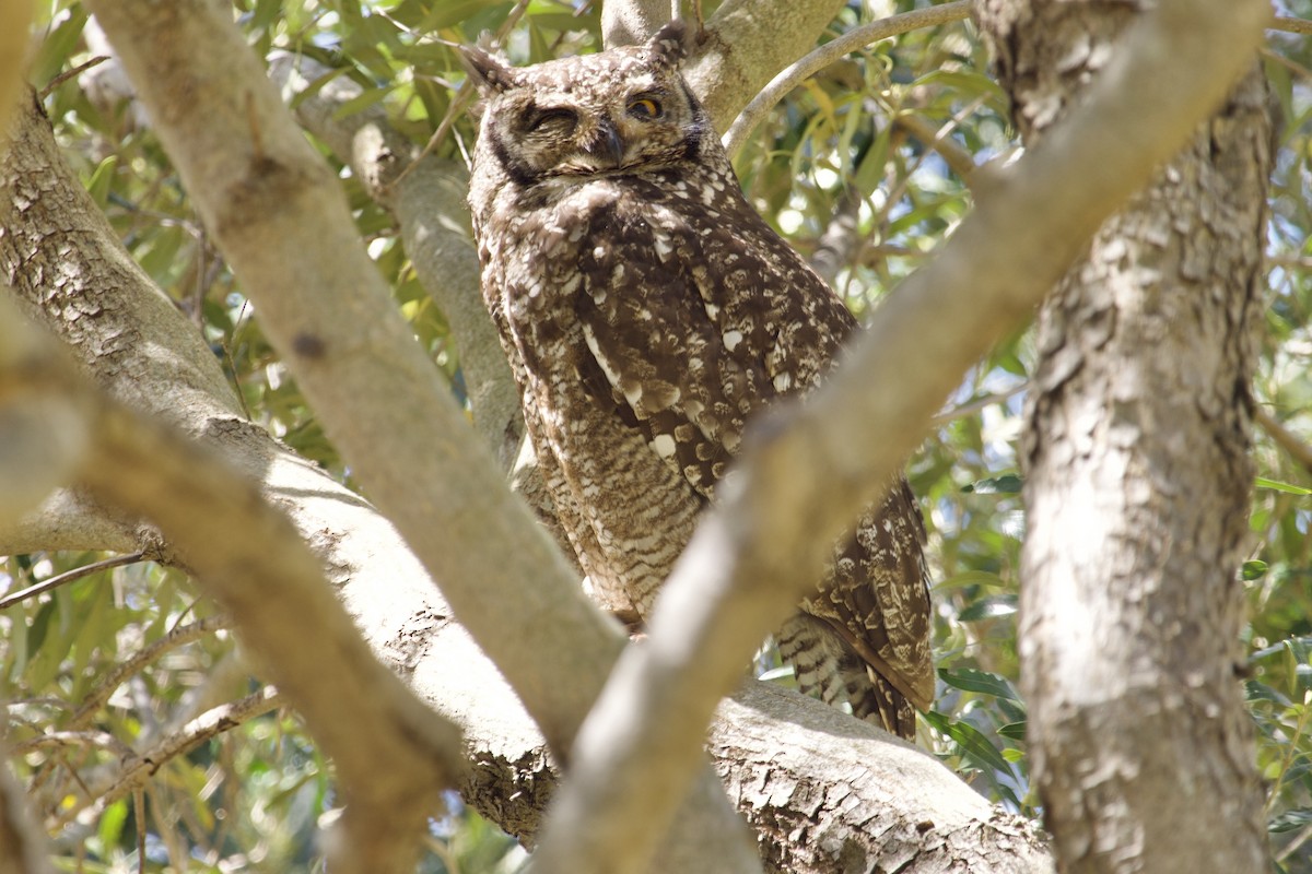 Spotted Eagle-Owl - ML645105865