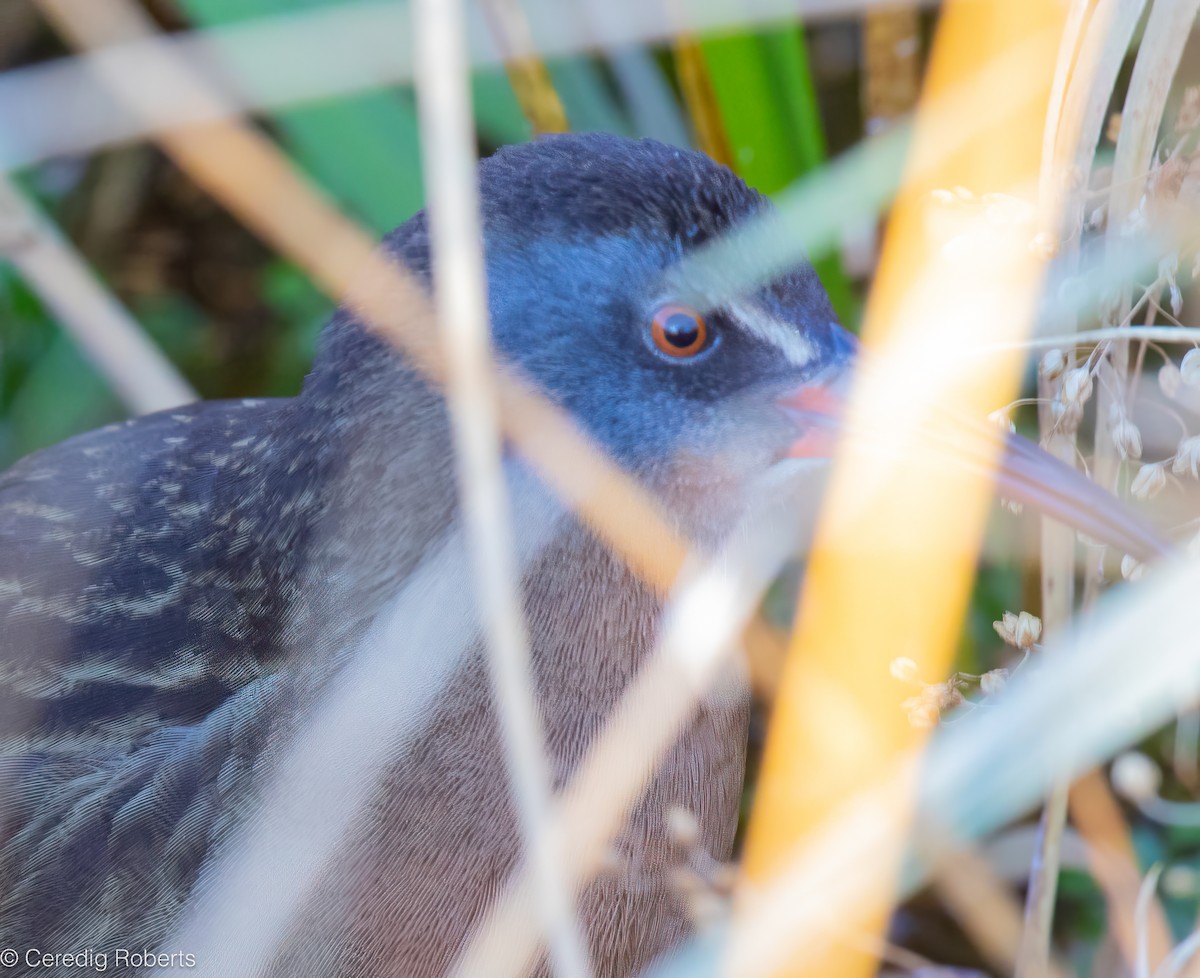 Virginia Rail - ML645105866