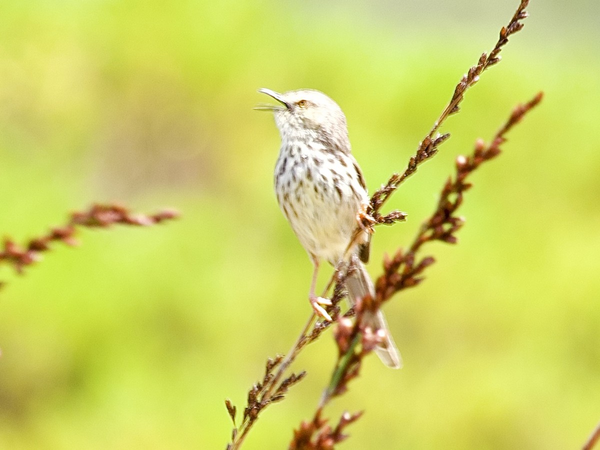 Karoo Prinia - ML645105877