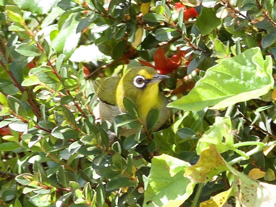 Cape White-eye - ML645105878