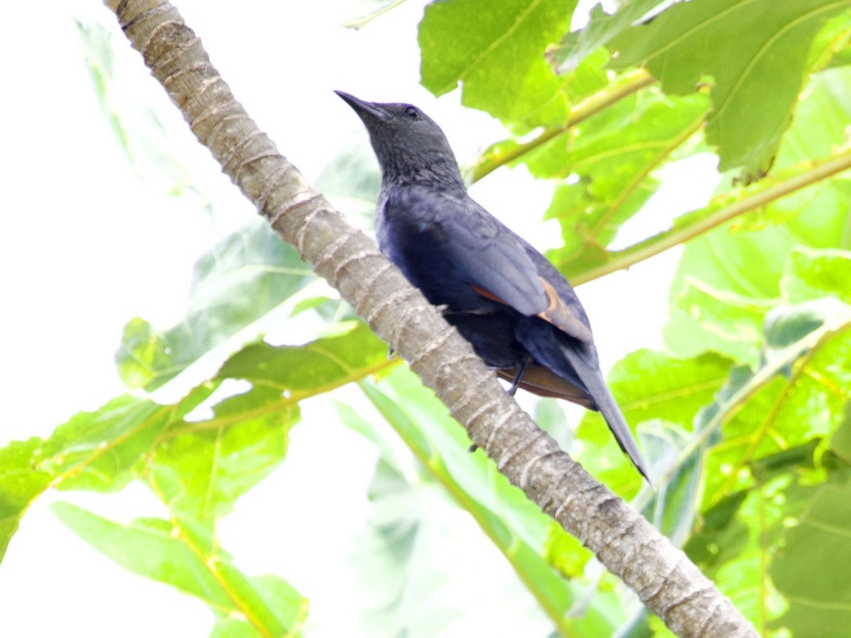 Kızılkanat - ML645105884