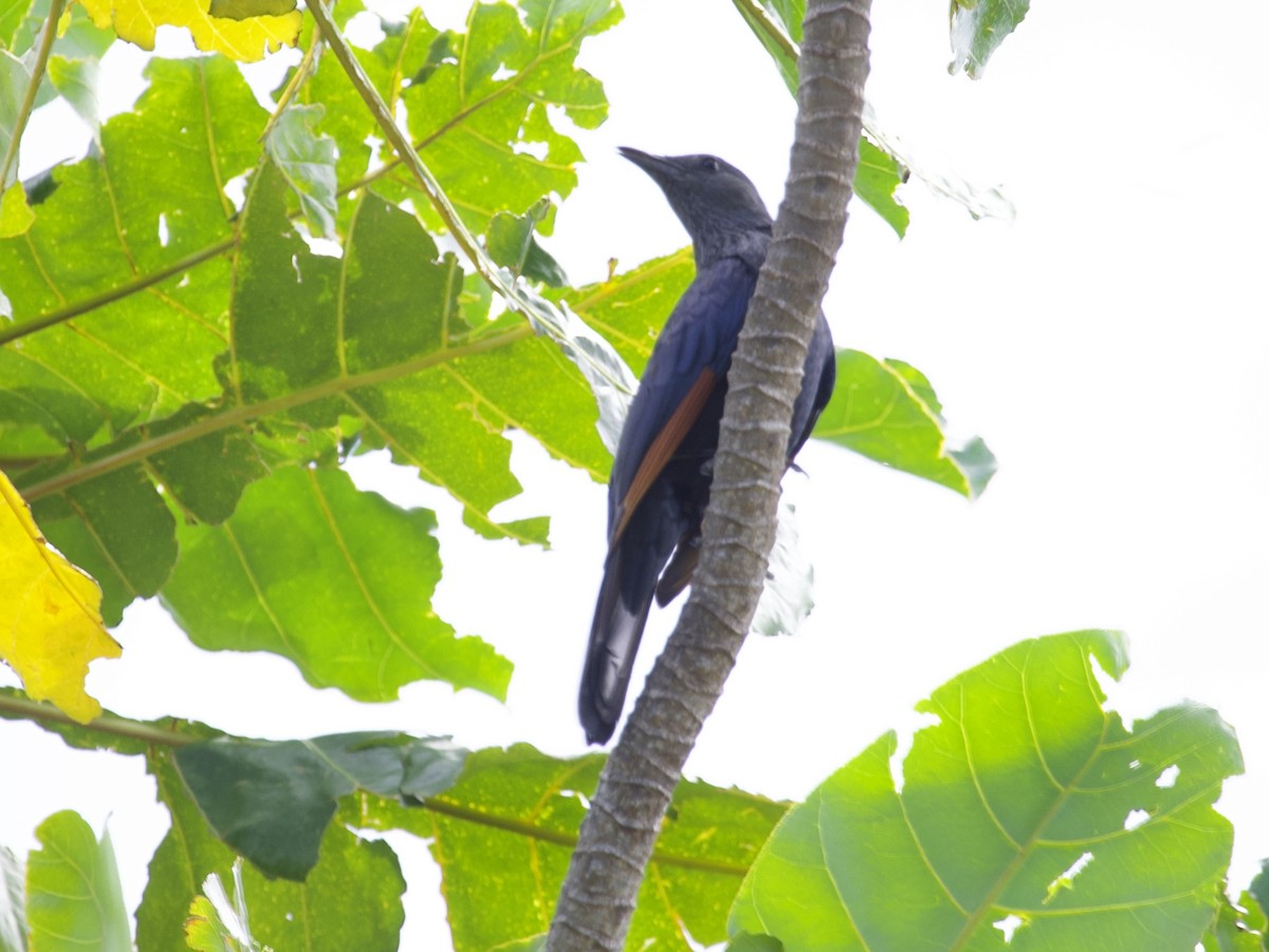 Kızılkanat - ML645105885