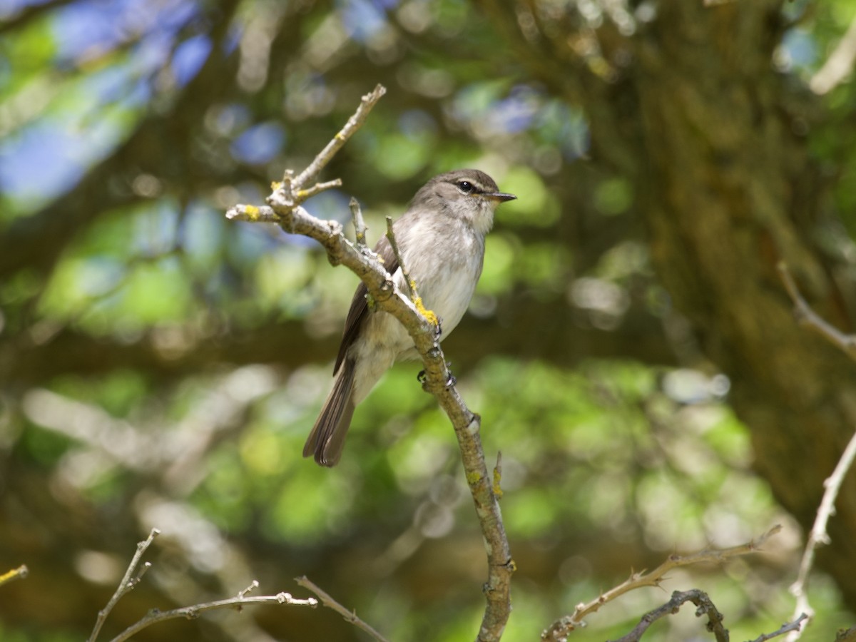 African Dusky Flycatcher - ML645105891