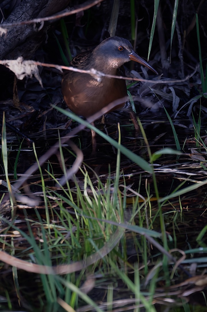 Virginia Rail - ML645105892