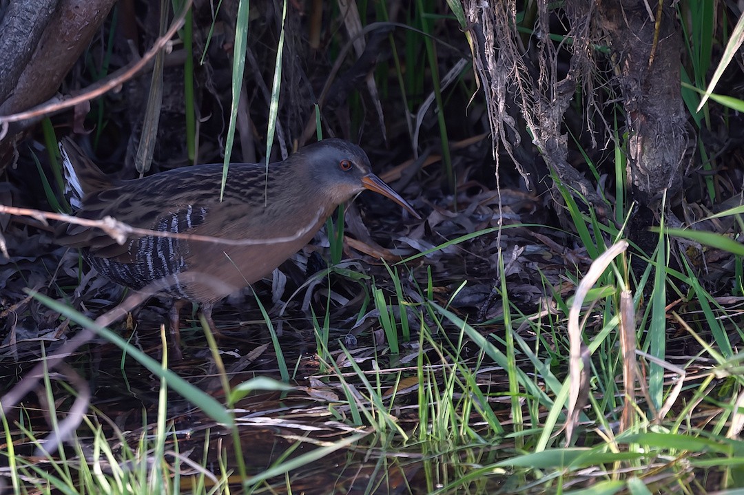 Virginia Rail - ML645105893