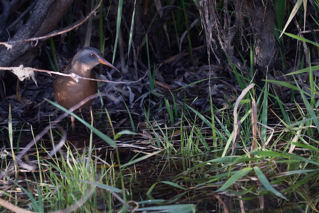 Virginia Rail - ML645105894