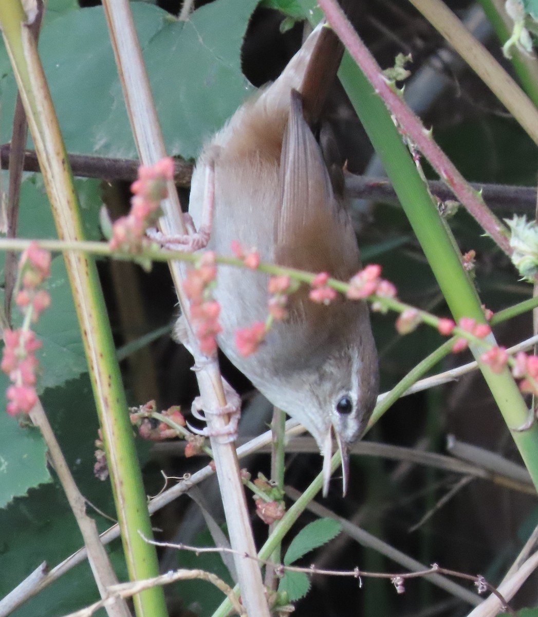 Cetti's Warbler - ML645105907