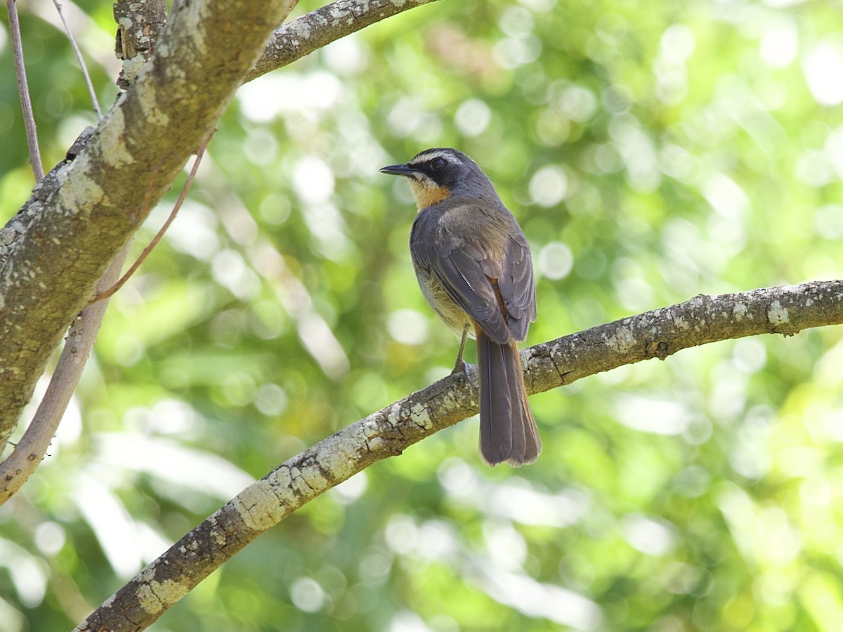 Cape Robin-Chat - ML645105921