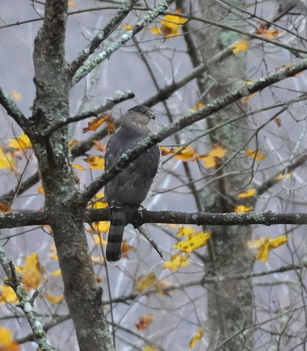 Cooper's Hawk - ML645105922