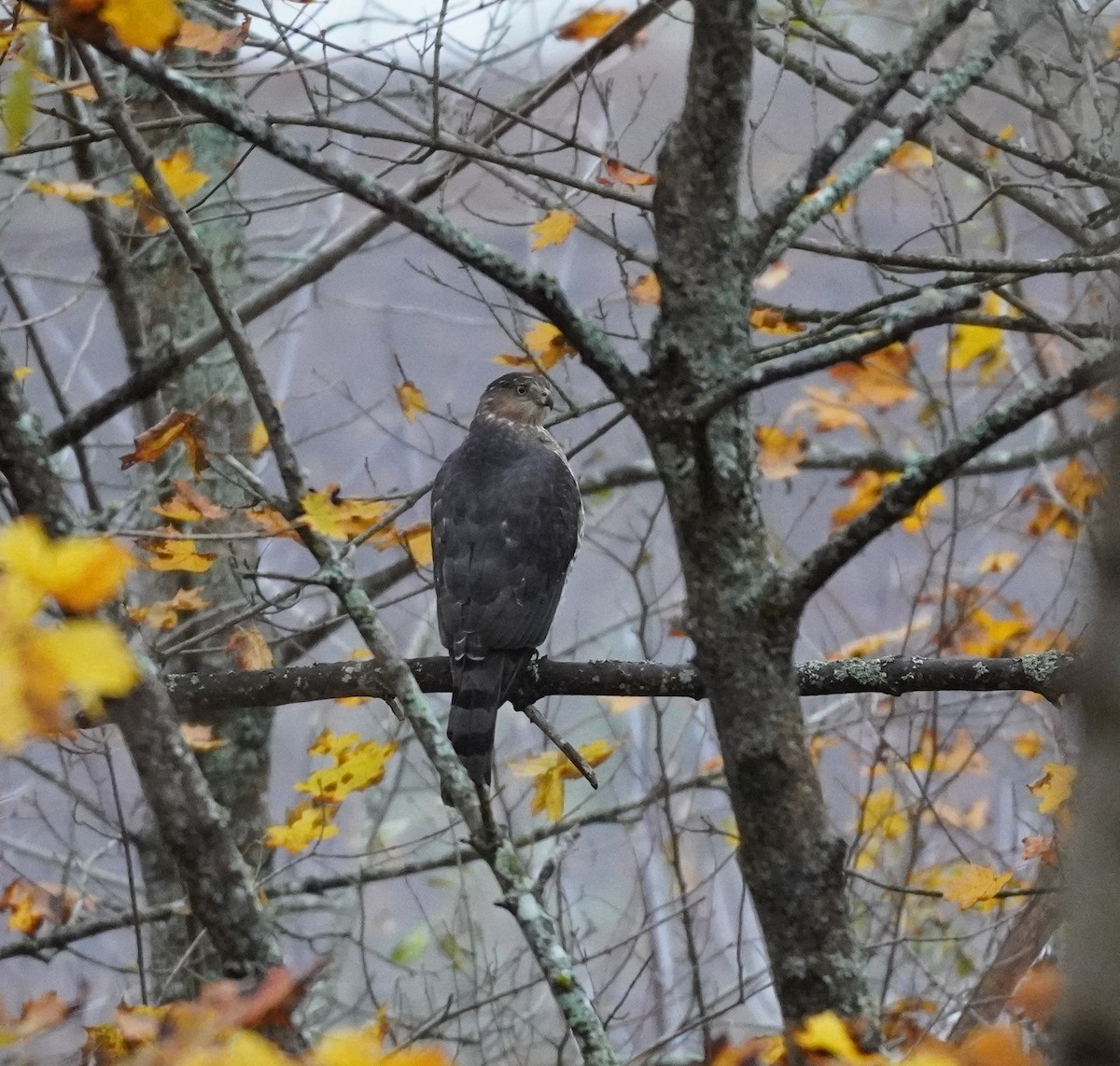 Cooper's Hawk - ML645105923