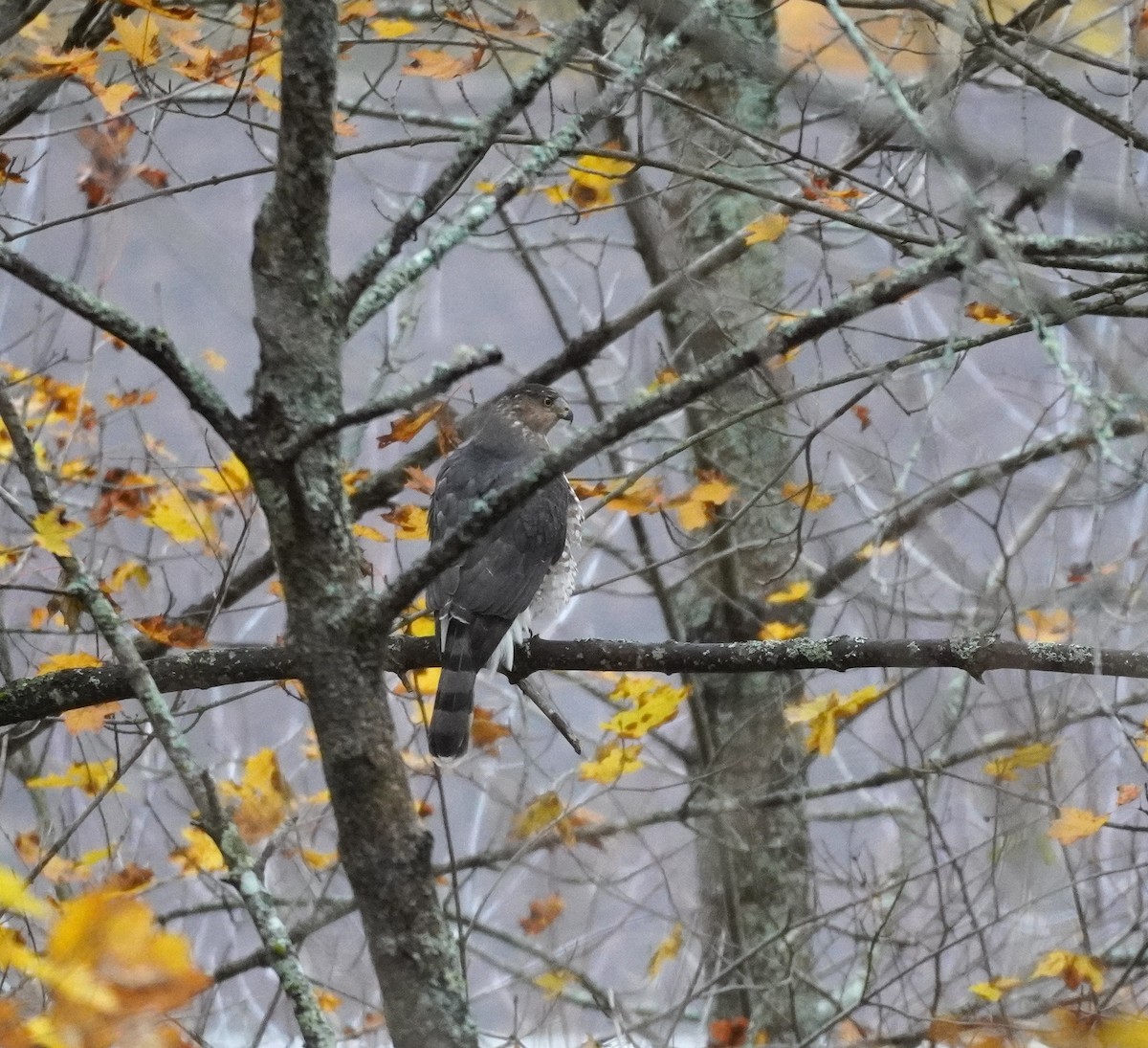 Cooper's Hawk - ML645105924