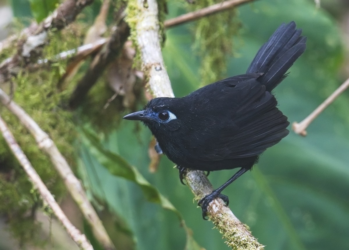 Zeledon's Antbird - ML645105939