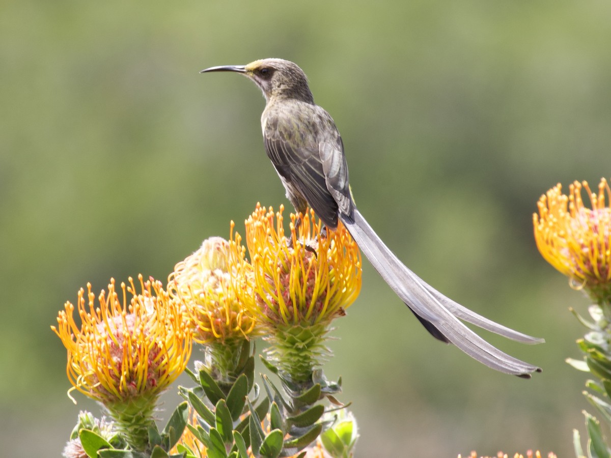 Cape Sugarbird - ML645105943