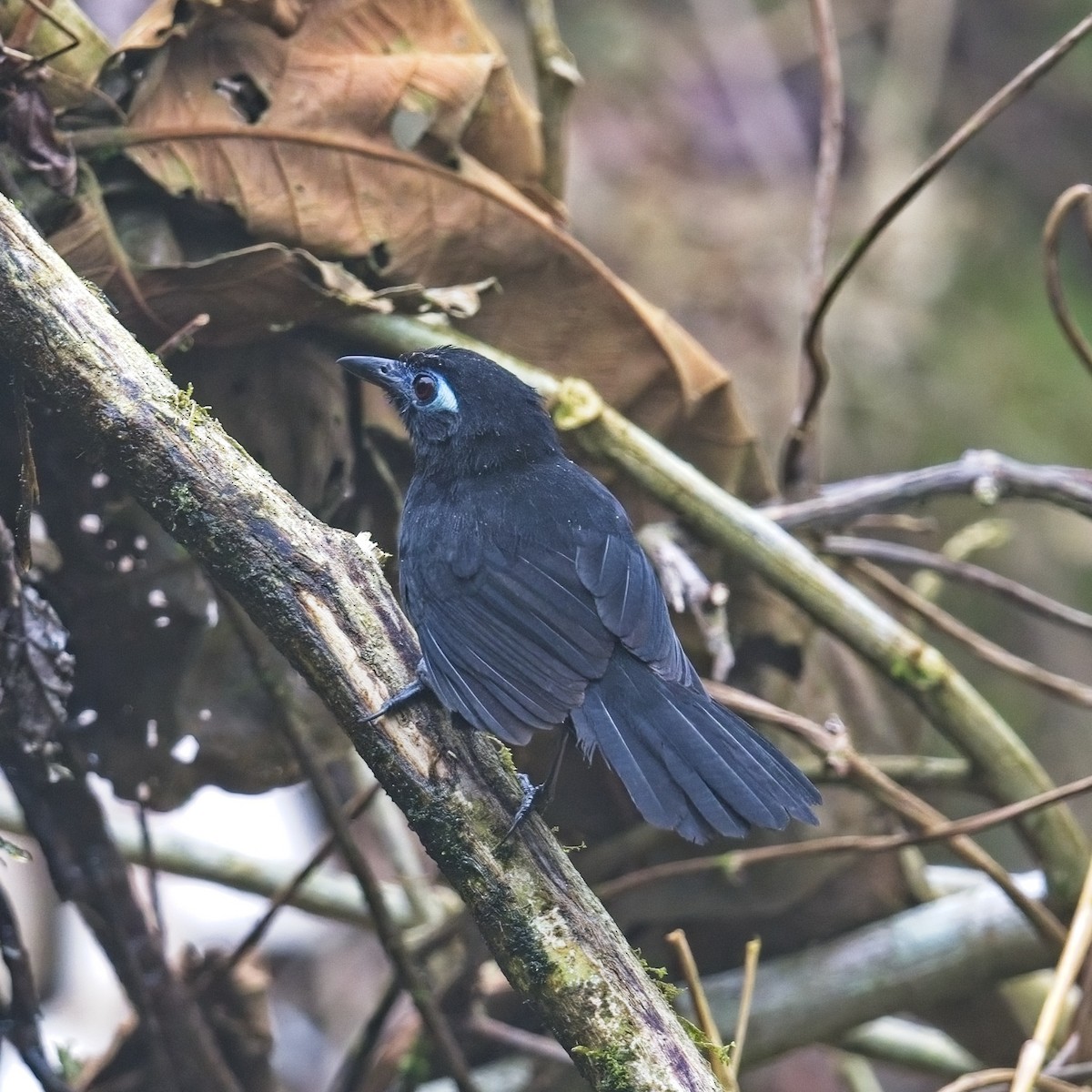 Zeledon's Antbird - ML645105949