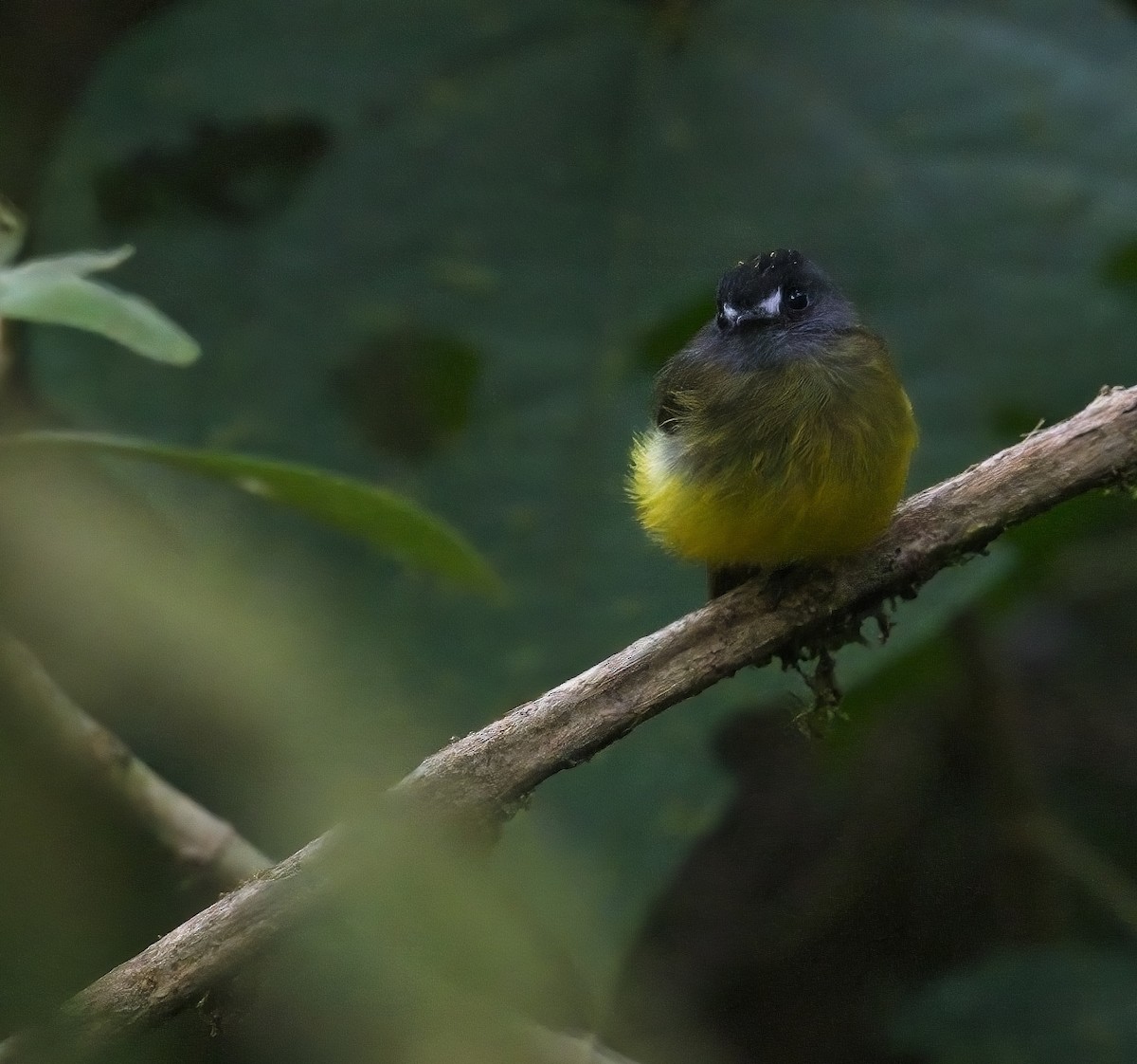 Ornate Flycatcher - ML645105959