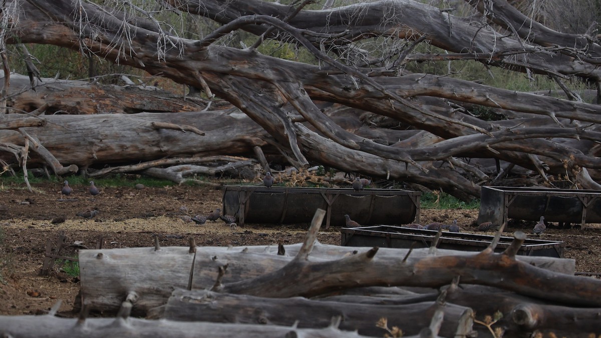 Paloma de Guinea - ML645105964