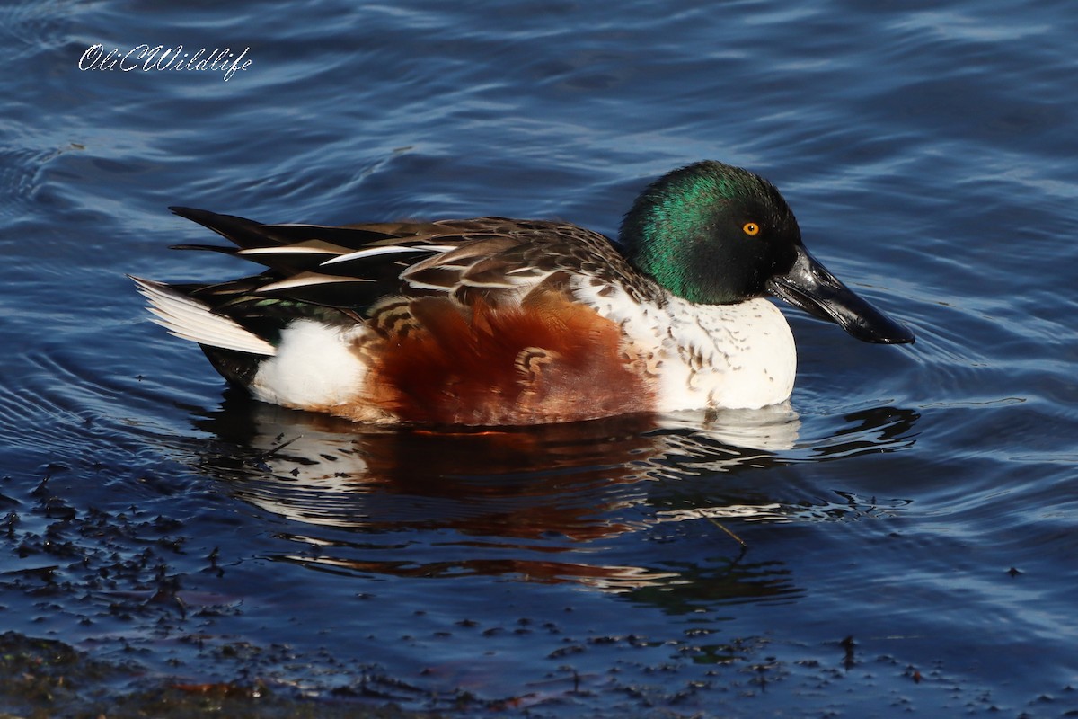 Northern Shoveler - ML645105969