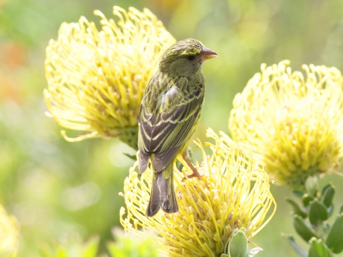 Brimstone Canary - ML645105973