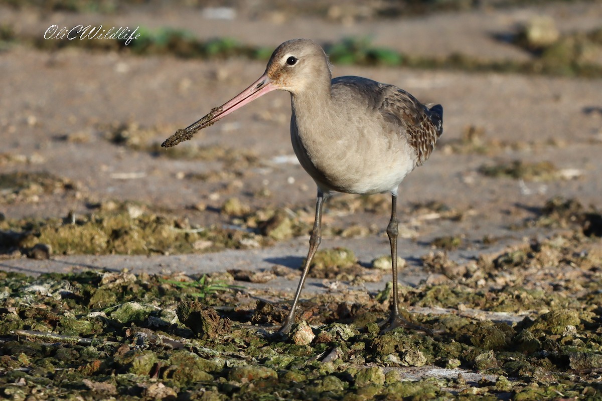 Black-tailed Godwit - ML645105980