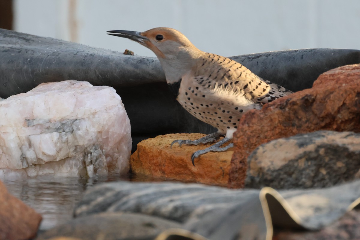 ハシボソキツツキ（cafer グループ） - ML645105998