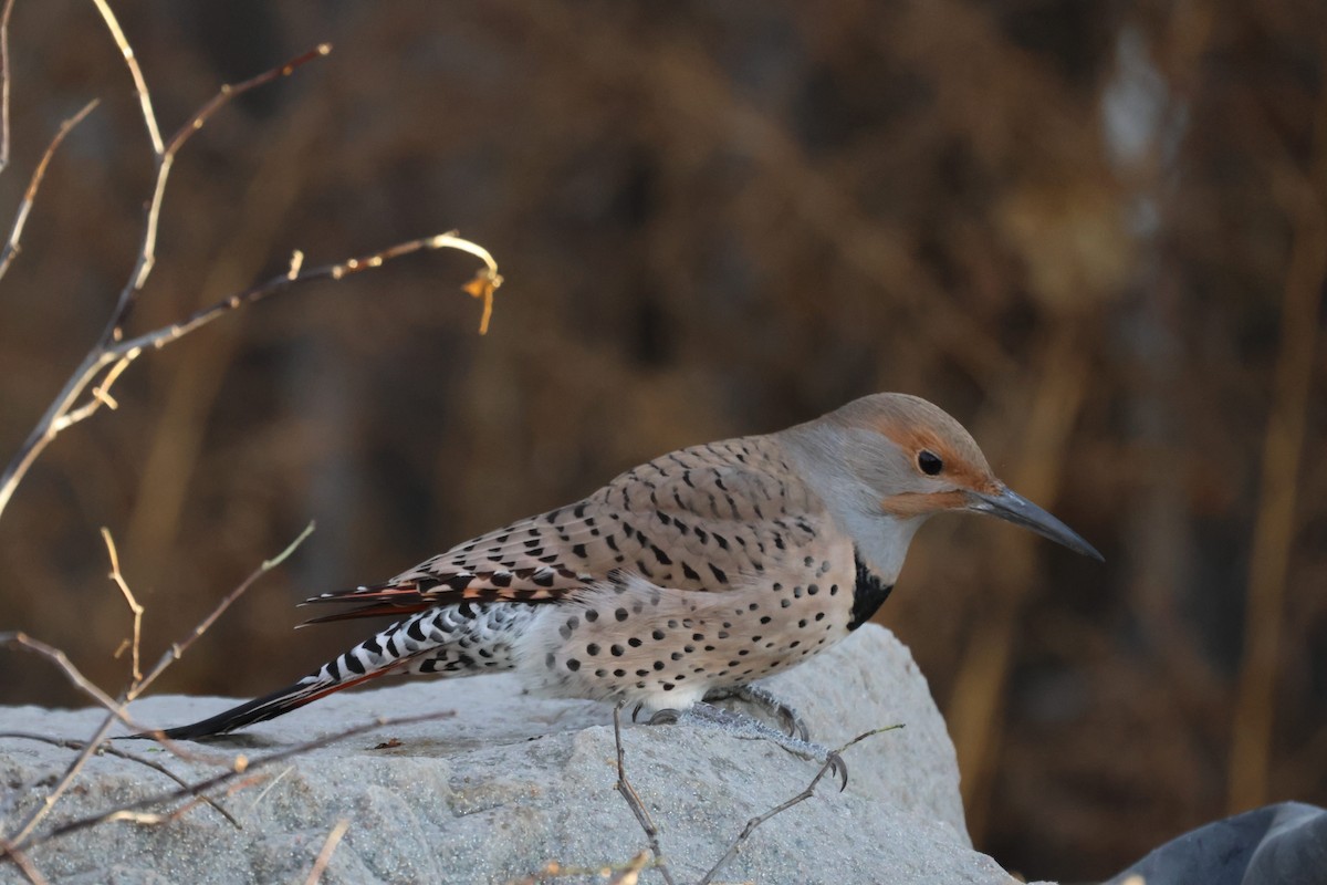 ハシボソキツツキ（cafer グループ） - ML645106000