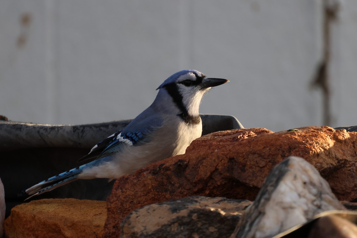 アオカケス - ML645106005