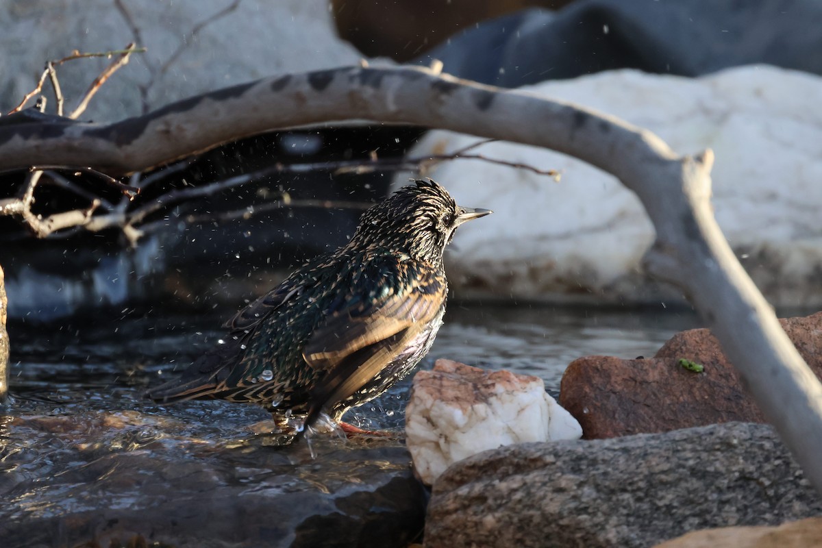 Шпак звичайний - ML645106007