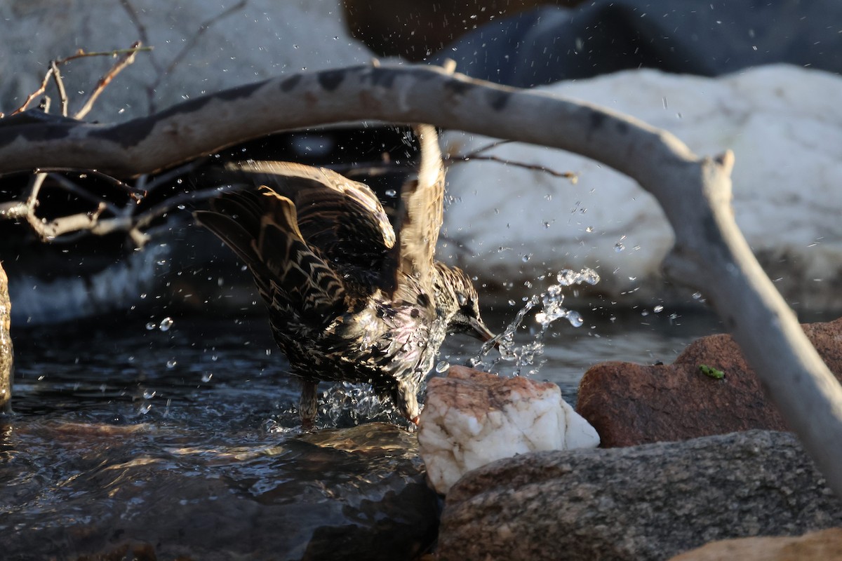 Шпак звичайний - ML645106008