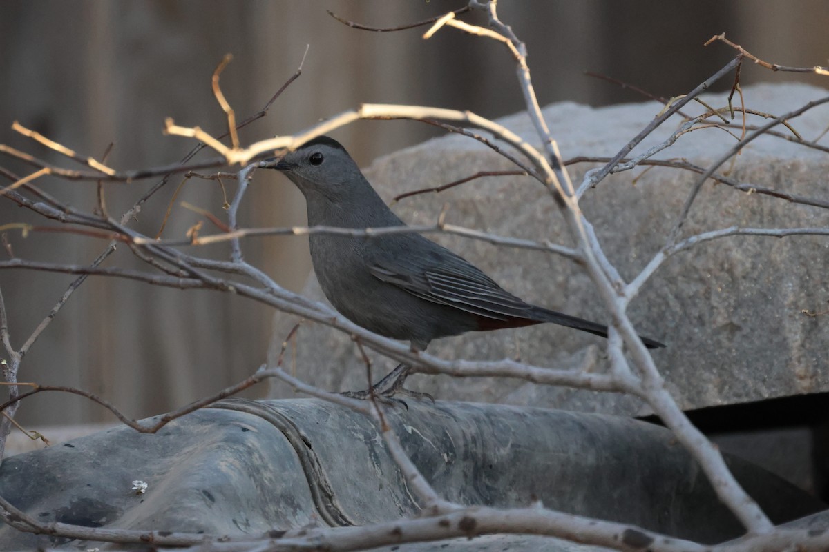 ネコマネドリ - ML645106010