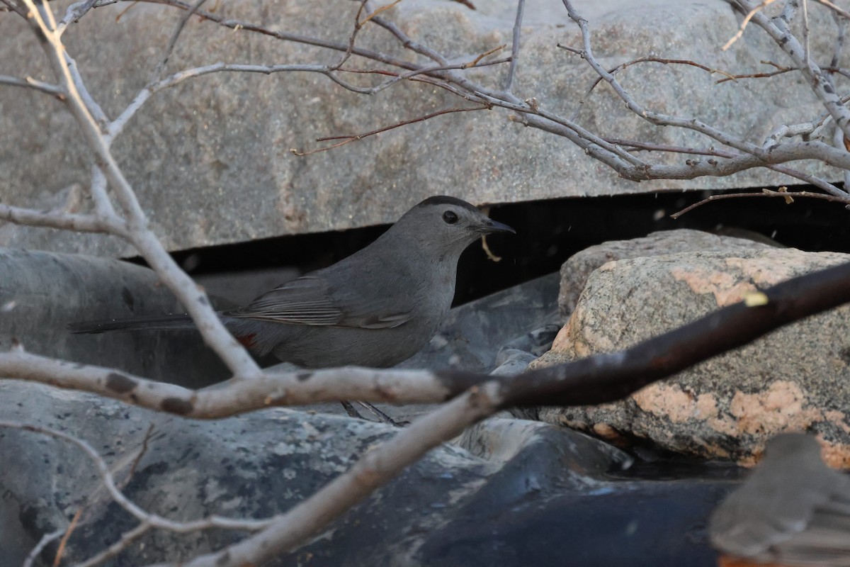 ネコマネドリ - ML645106011