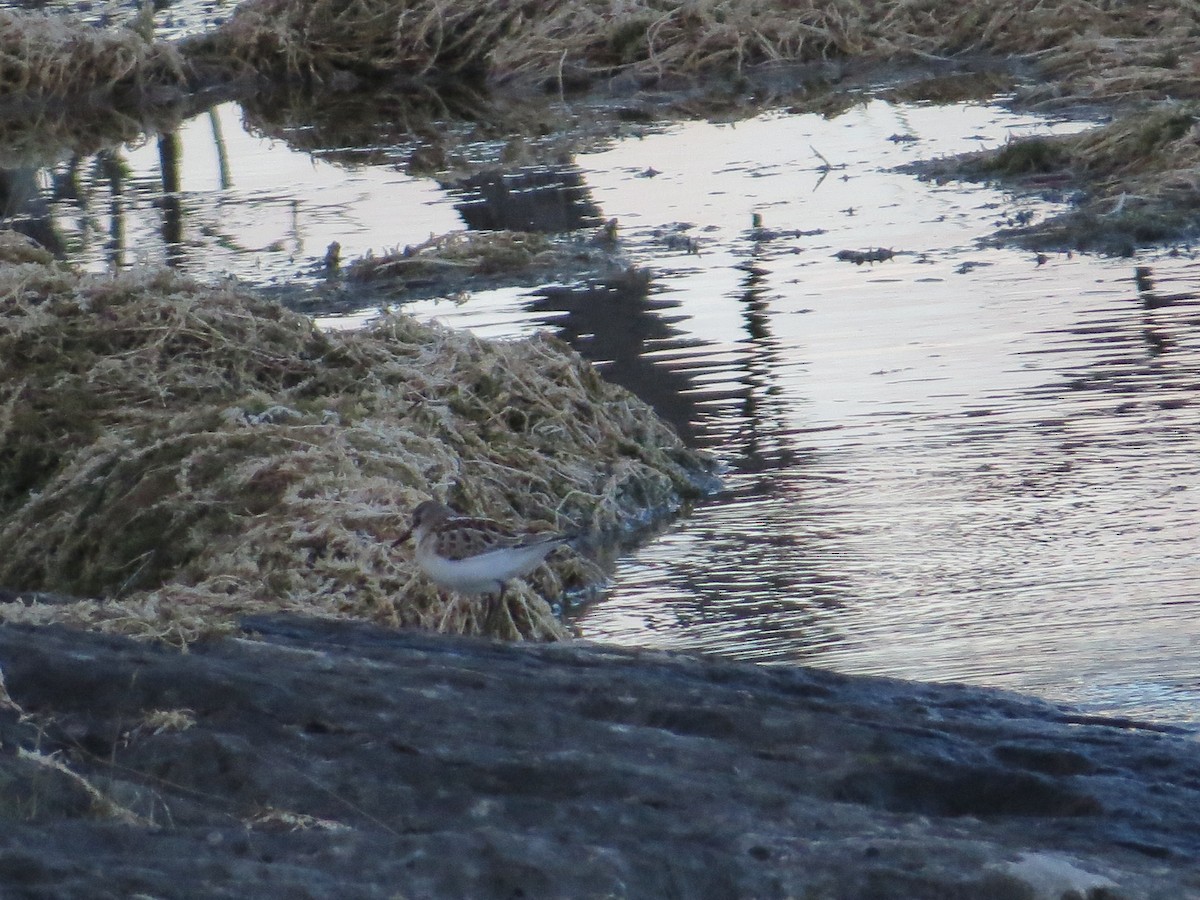 Little Stint - ML645106017