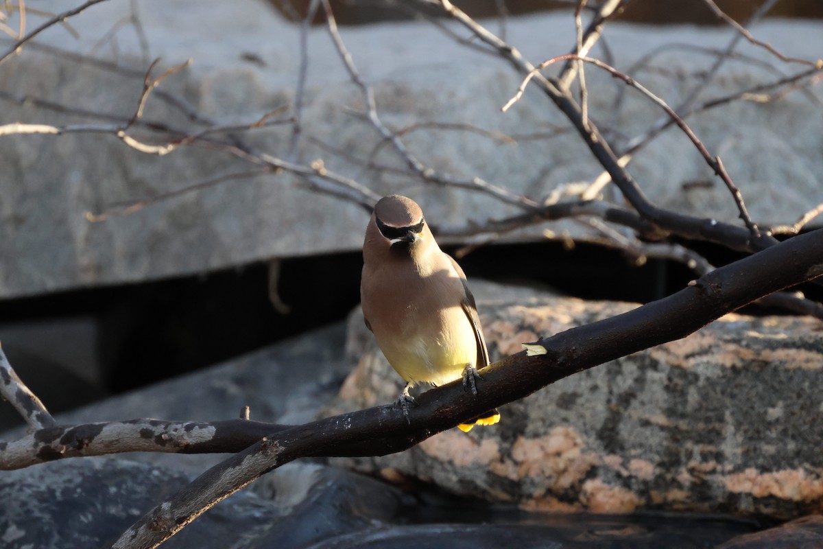 ヒメレンジャク - ML645106018