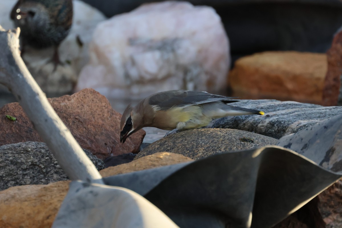 ヒメレンジャク - ML645106019