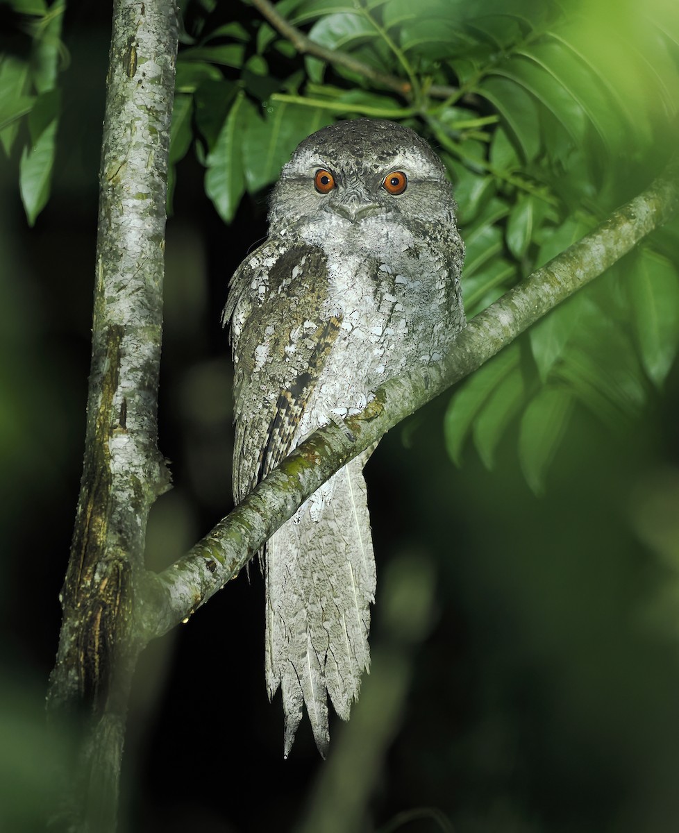 チャイロガマグチヨタカ - ML645106047