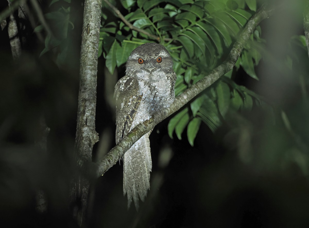 チャイロガマグチヨタカ - ML645106048