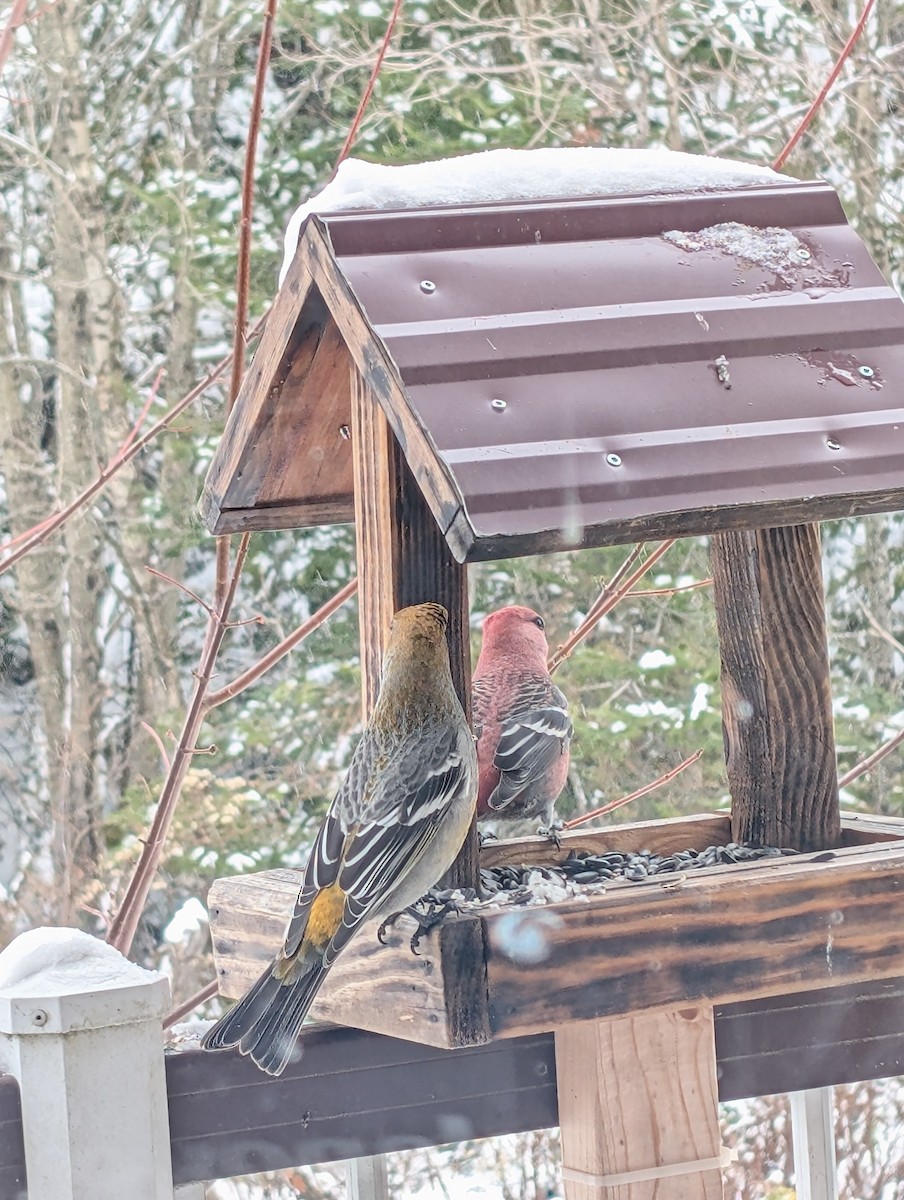 hýl křivčí - ML645106049