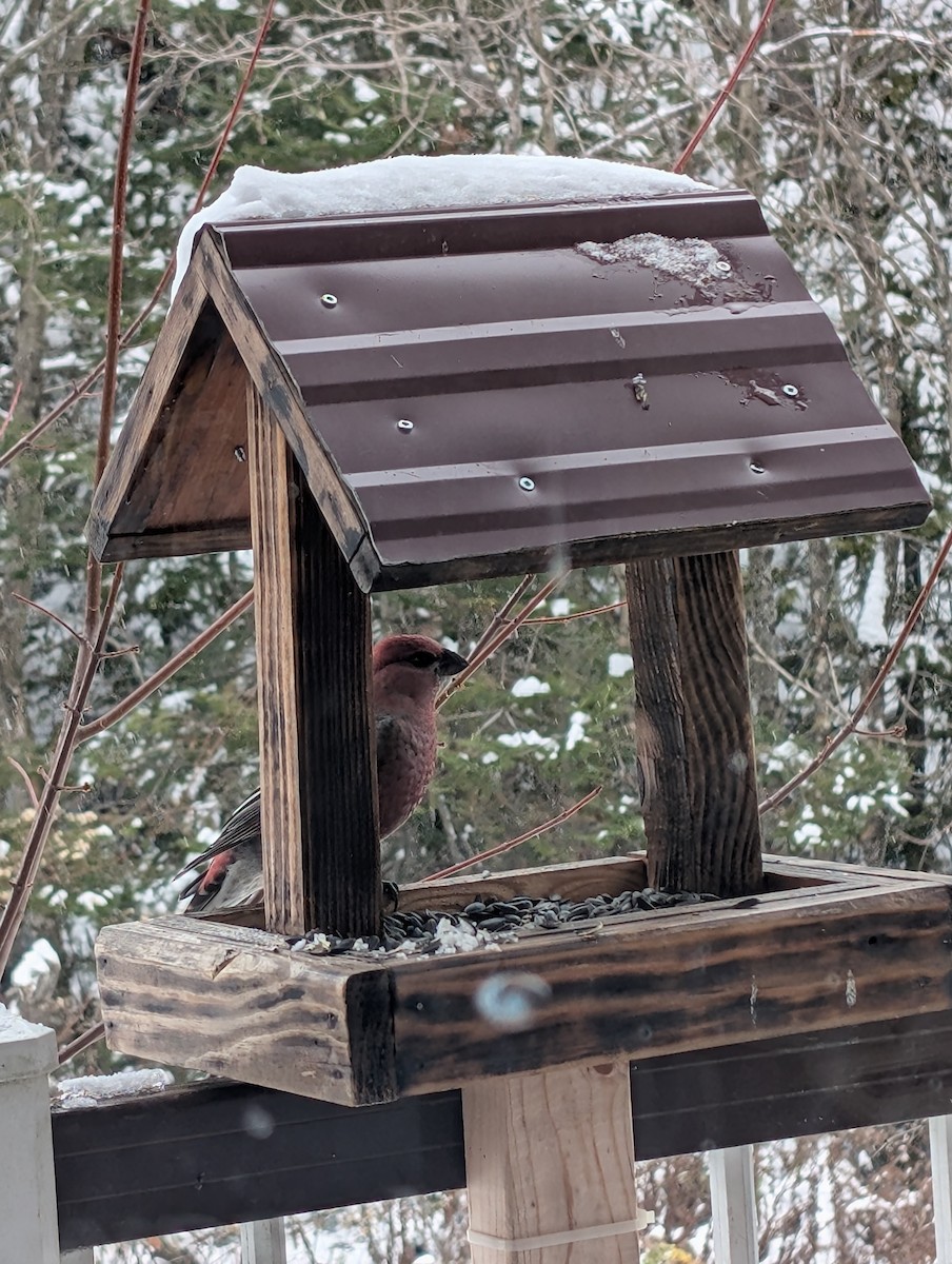 hýl křivčí - ML645106050