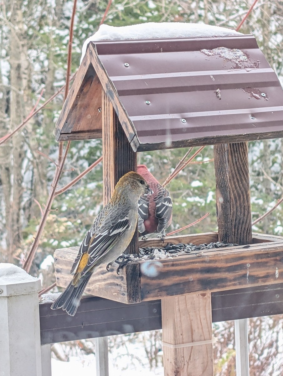 hýl křivčí - ML645106051