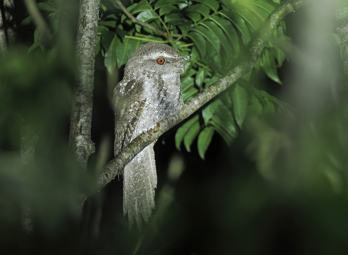 チャイロガマグチヨタカ - ML645106052