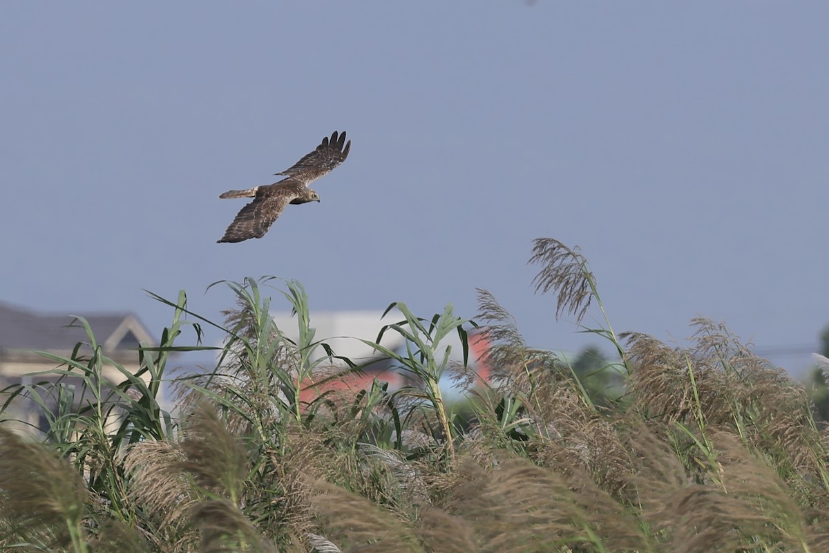 Eastern Marsh Harrier - ML645106063