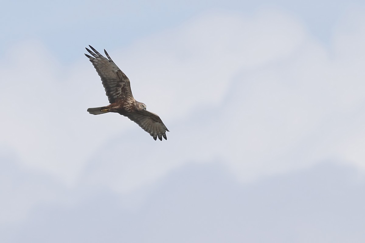 Eastern Marsh Harrier - ML645106067