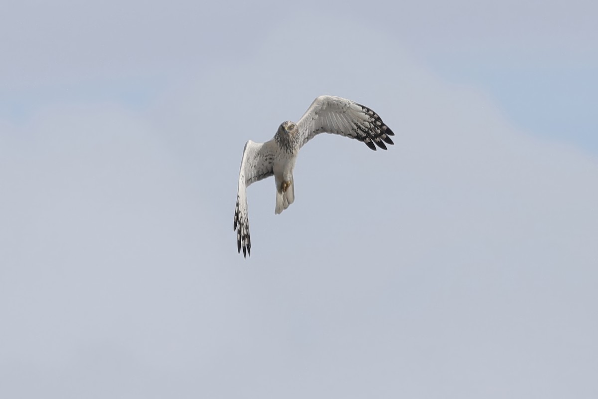 Eastern Marsh Harrier - ML645106069