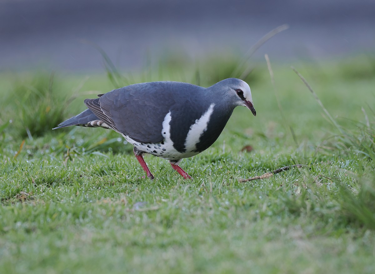 Вонга - ML645106081