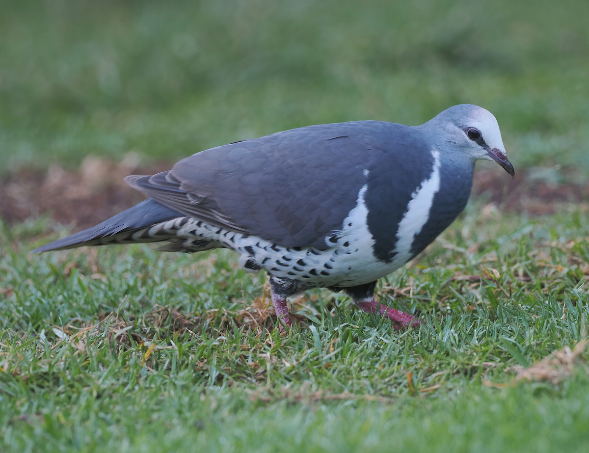 Вонга - ML645106082