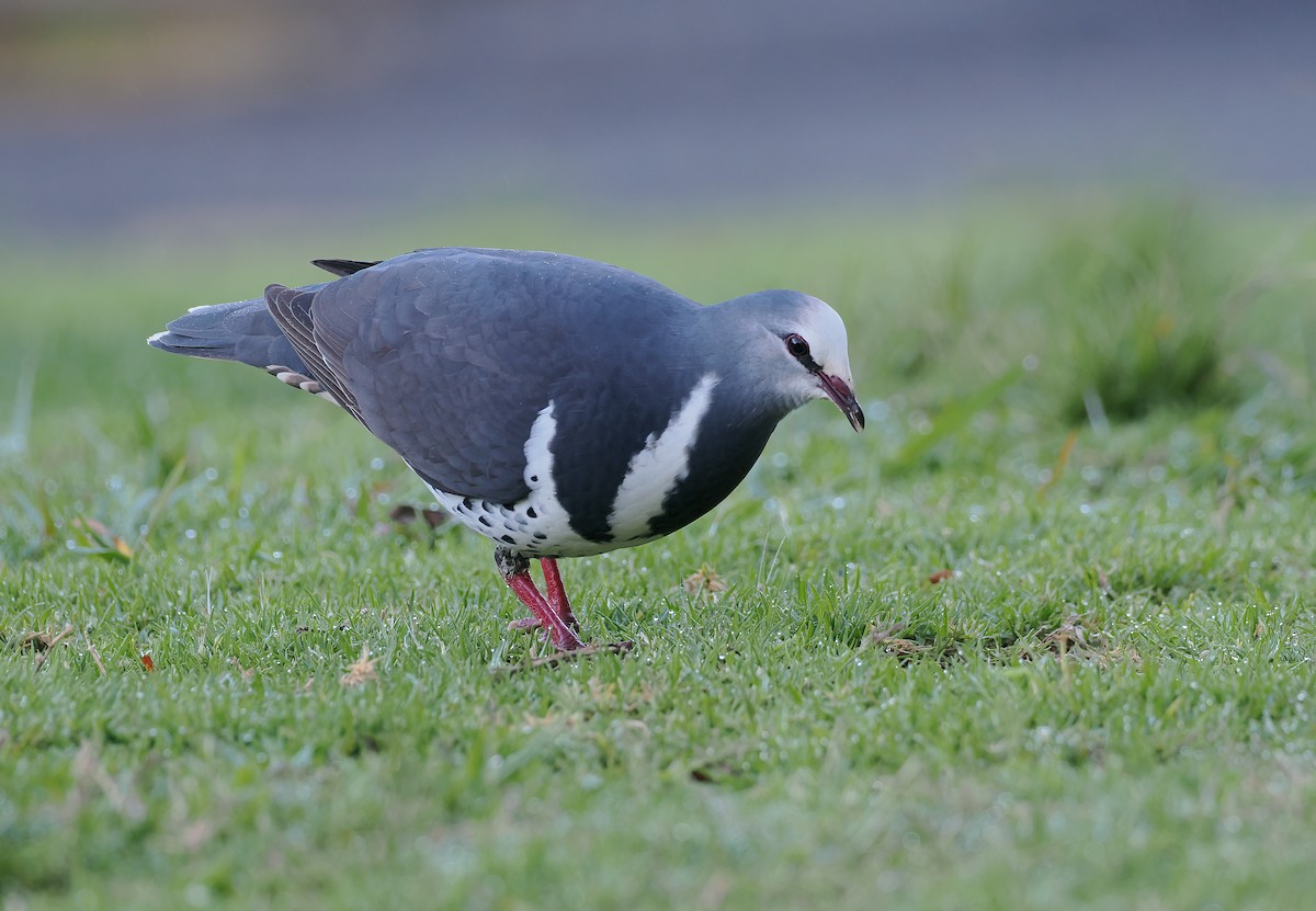 Вонга - ML645106083