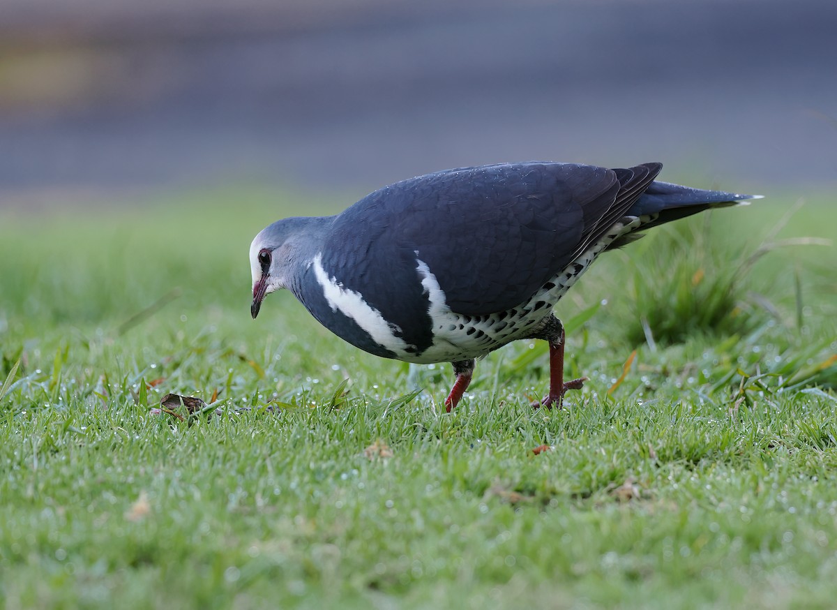 Вонга - ML645106084