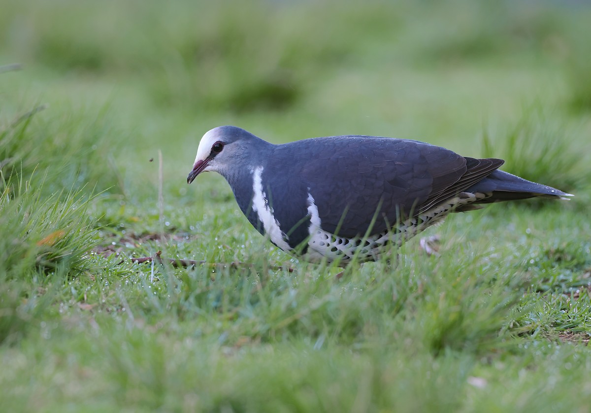 Вонга - ML645106085