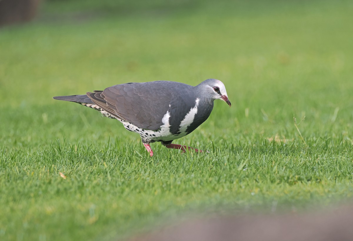 Вонга - ML645106086