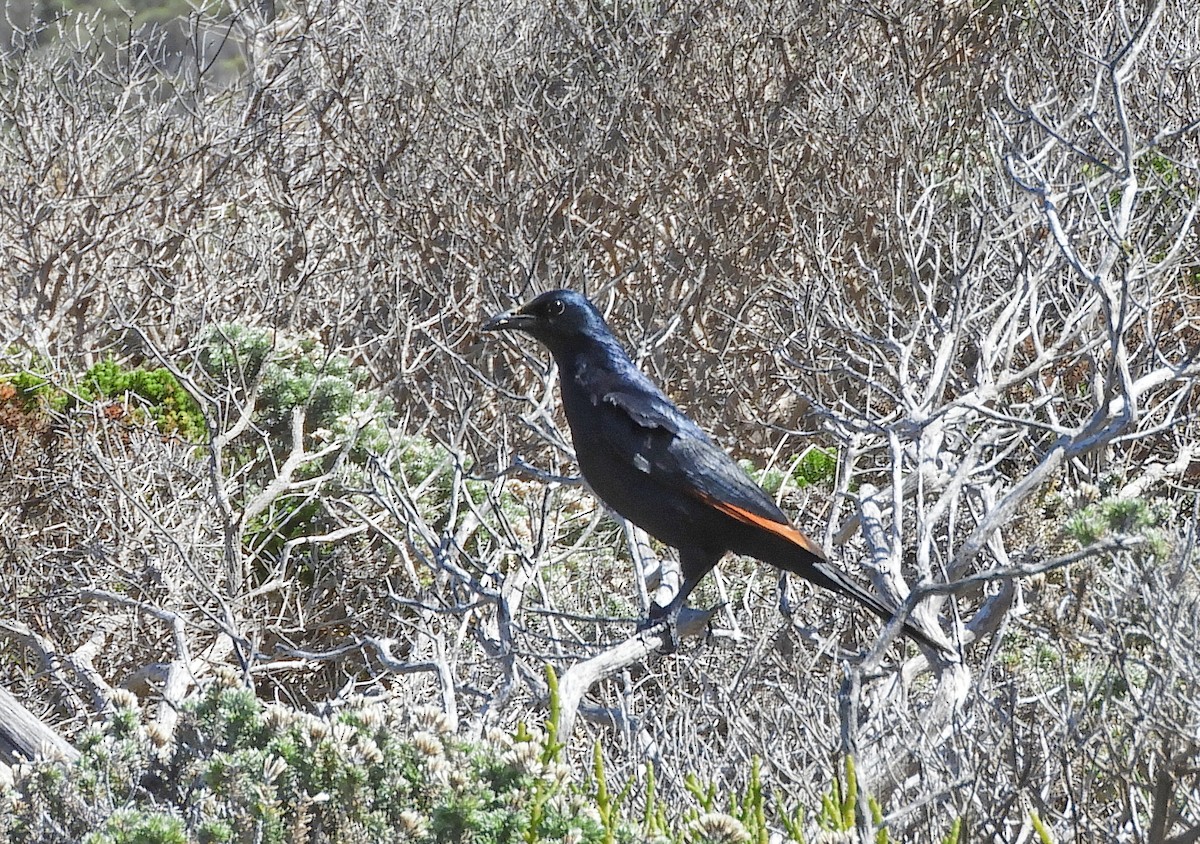 Kızılkanat - ML645106087