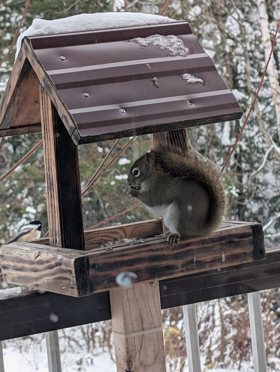 American Red Squirrel - ML645106104